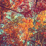 autumn leaves wallpaper