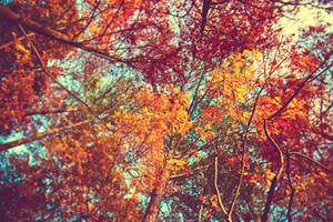 autumn leaves wallpaper by venomxbaby