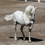 white andalusian 3