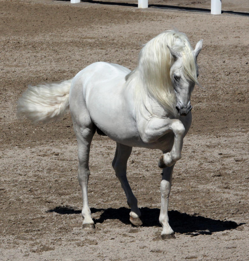 white andalusian 3