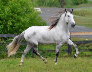 nico andalusian 15