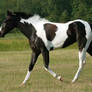 black and white tobiano paint