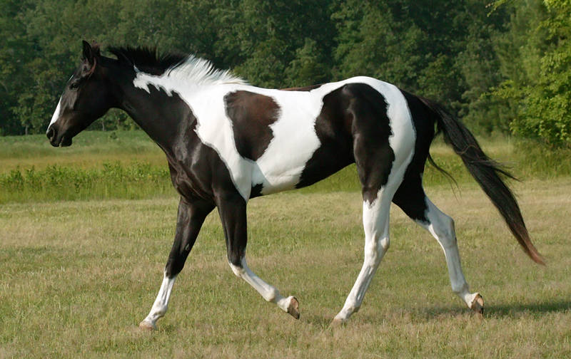 black and white tobiano paint by venomxbaby
