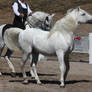 white andalusian 4