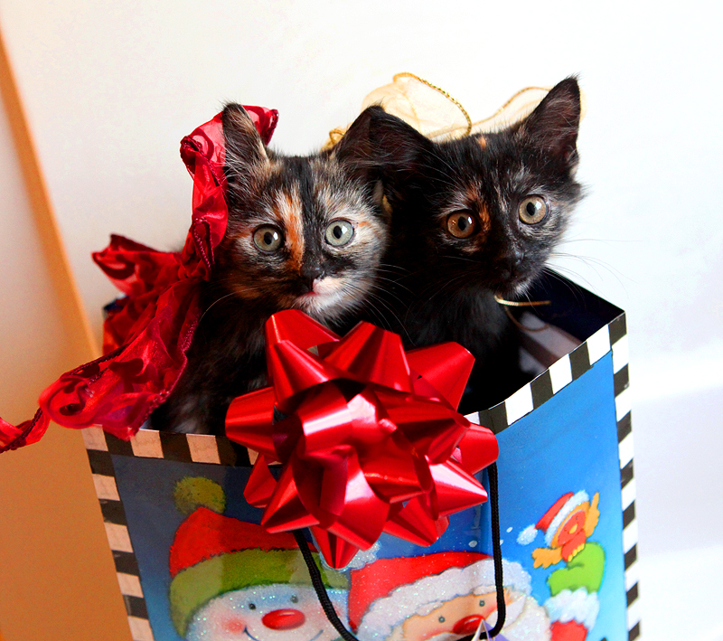 christmas kitties