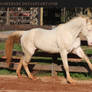 perlino stallion 1