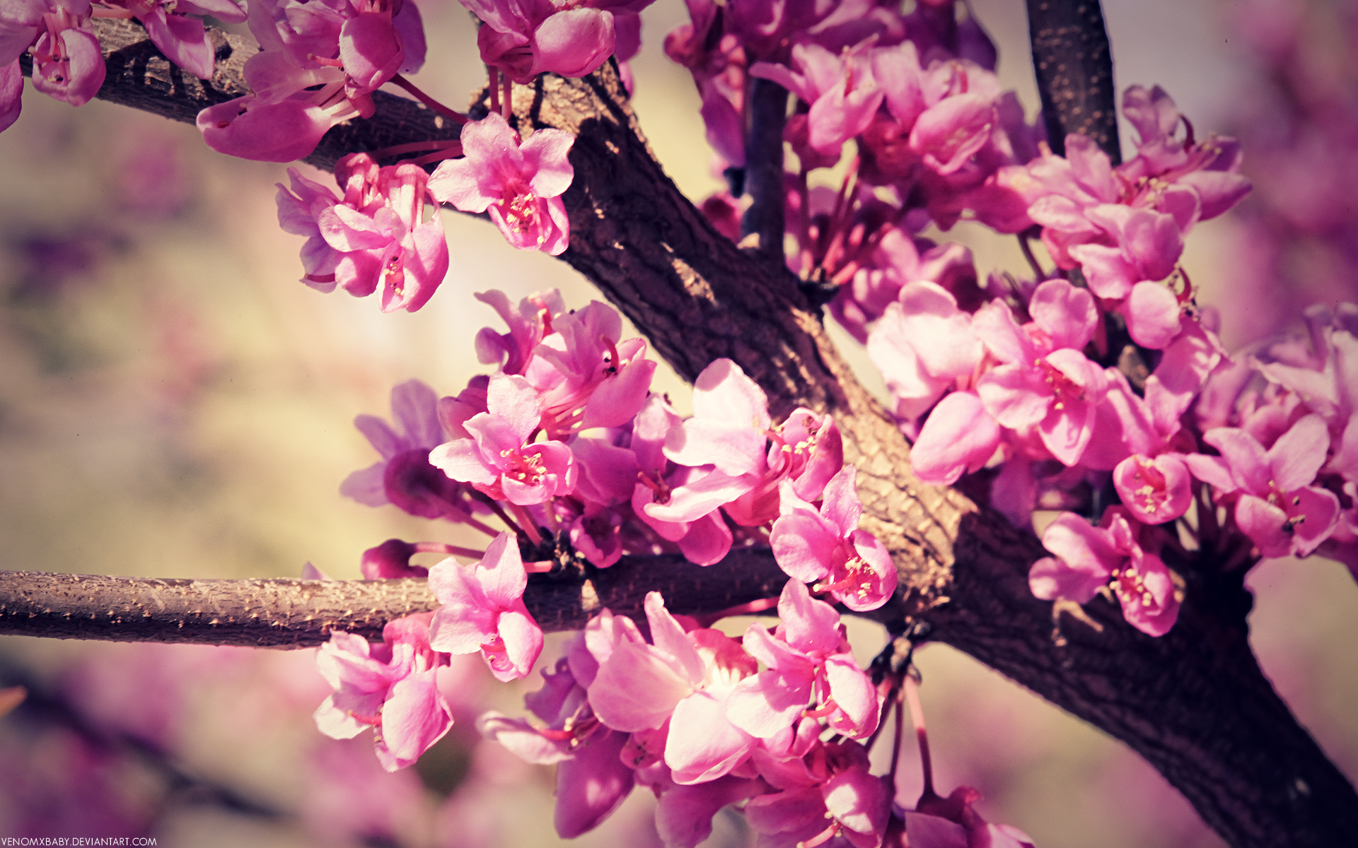 spring flowers wallpaper by venomxbaby on DeviantArt spring flowers wallpaper by venomxbaby on DeviantArt