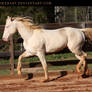 perlino stallion 2