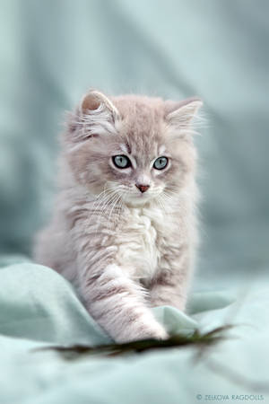 blue sepia ragdoll by venomxbaby blue sepia ragdoll by venomxbaby