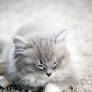 ragdoll kitten 5