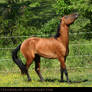 bay akhal-teke stallion 1