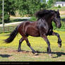 friesian 1