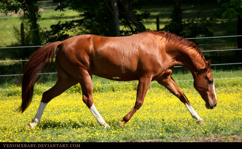 chestnut akhal-teke 1