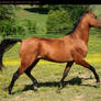 bay akhal-teke stallion 2