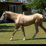 palomino akhal-teke 1