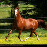 chestnut akhal-teke 2