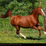 chestnut akhal-teke 3