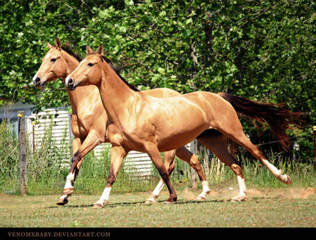 dun akhal teke 8