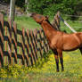 young akhal-teke stallion