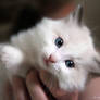 seal bicolor ragdoll 3