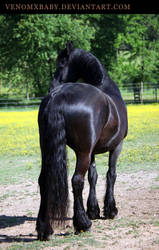 friesian 5