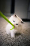 seal bicolor ragdoll by venomxbaby