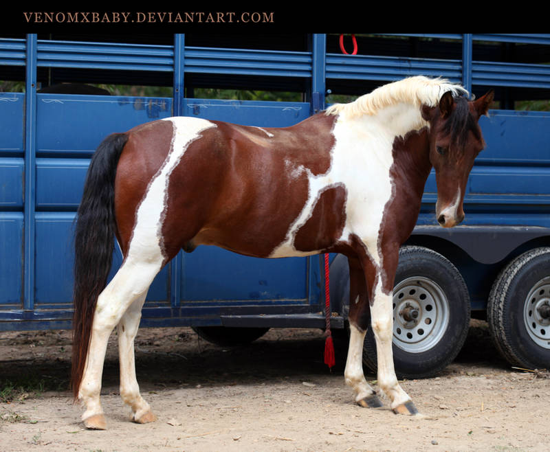 bay tobiano paint 2 by venomxbaby