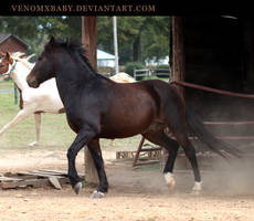 dark bay pony 1