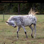 leopard appaloosa 2