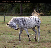 leopard appaloosa 2