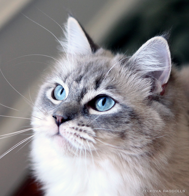 Породы котов с голубыми глазами. Рэгдолл Линкс. Порода Охос азулес. Порода кошек Охос азулес. Рэгдолл серый.