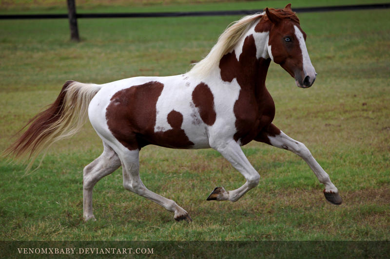 chestnut_tobiano_stallion_2_by_venomxbaby_d4dyz0m-fullview.jpg?token=eyJ0eXAiOiJKV1QiLCJhbGciOiJIUzI1NiJ9.eyJzdWIiOiJ1cm46YXBwOjdlMGQxODg5ODIyNjQzNzNhNWYwZDQxNWVhMGQyNmUwIiwiaXNzIjoidXJuOmFwcDo3ZTBkMTg4OTgyMjY0MzczYTVmMGQ0MTVlYTBkMjZlMCIsIm9iaiI6W1t7ImhlaWdodCI6Ijw9NTMyIiwicGF0aCI6IlwvZlwvY2E5MzYzNjktZWQ4Ni00M2YzLWFkMTAtODgwNDgwNGE1MTc0XC9kNGR5ejBtLTFlOTllYWM3LTBjMDctNDFmNC04ZDVhLTc1NzYwNmRiZjhhYy5qcGciLCJ3aWR0aCI6Ijw9ODAwIn1dXSwiYXVkIjpbInVybjpzZXJ2aWNlOmltYWdlLm9wZXJhdGlvbnMiXX0.nvTCjIXKe_FQxgDFrs3OcfZ_CwV20tvIaQiK208MZnc
