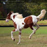 chestnut paint filly 1