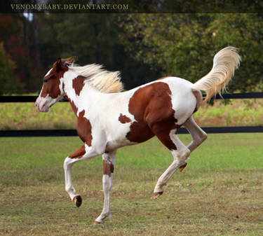 chestnut paint filly 1