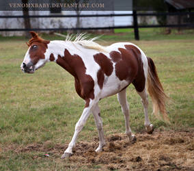 chestnut tobiano stallion 3