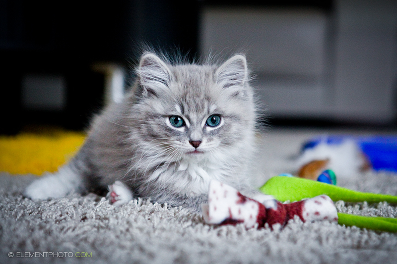 blue sepia ragdoll 5