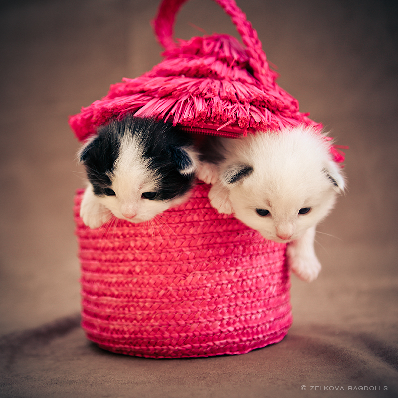 ragdoll kittens