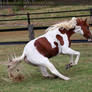 chestnut tobiano stallion 4