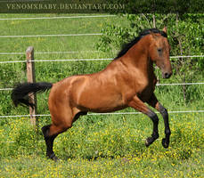 rearing akhal-teke stallion