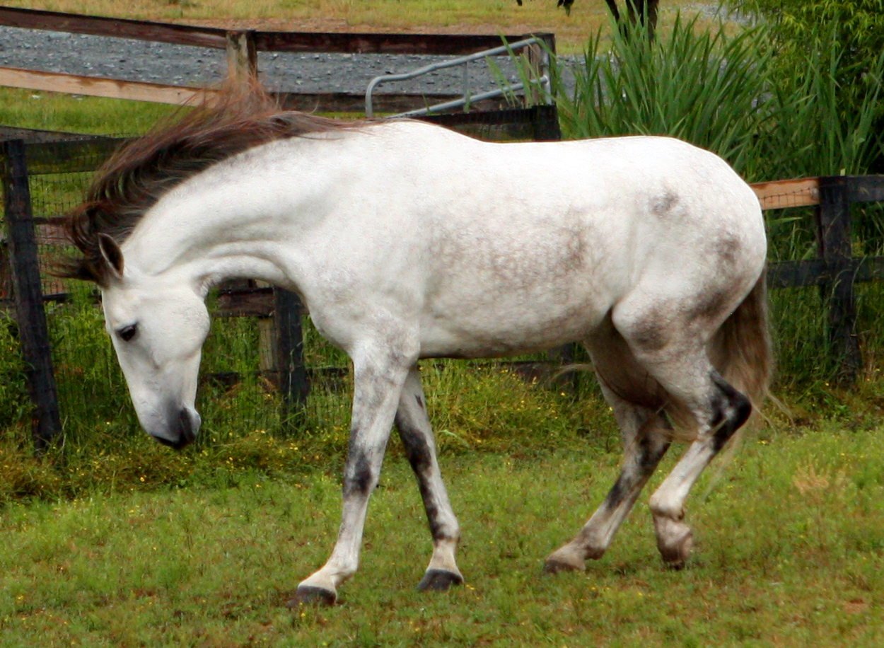 gray andalusian 1