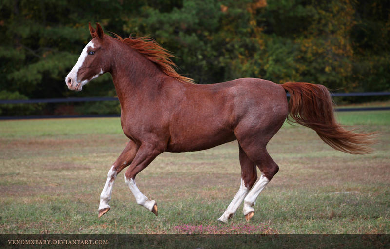 roan chestnut sabino 4