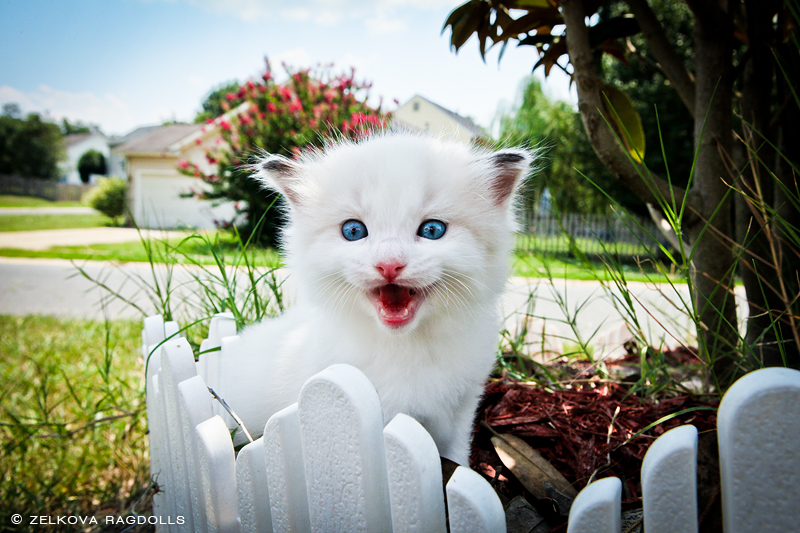 seal bicolor ragdoll