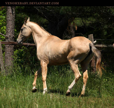 palomino akhal-teke 3