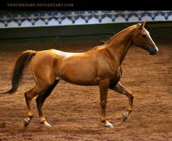 chestnut saddlebred 1