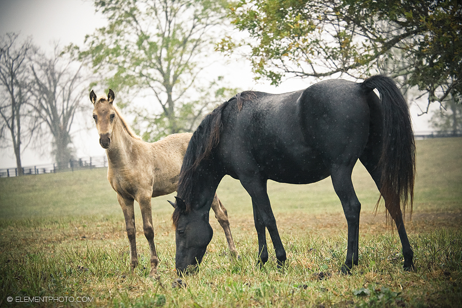 rainy pastures