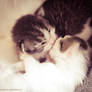 kitten kisses