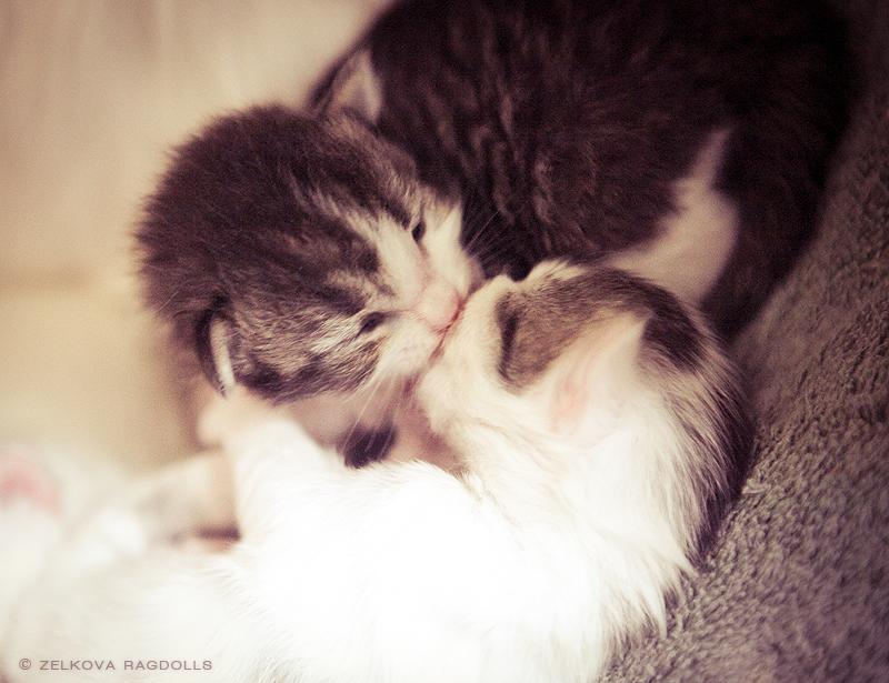 kitten kisses