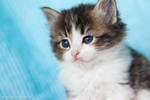 tabby ragdoll kitten by venomxbaby