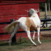 gold champagne stallion 2