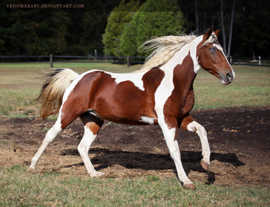 bay tobiano paint 4 by venomxbaby